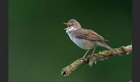 Dorngrasmücke (Sylvia communis)