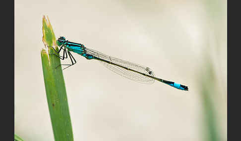 Große Pechlibelle (Ischnura elegans)