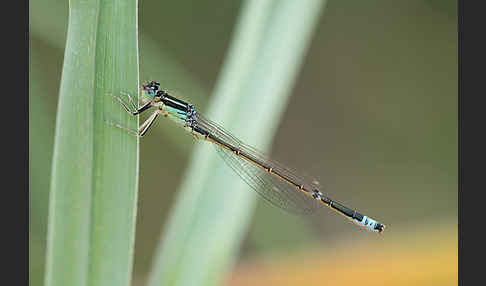 Kleine Pechlibelle (Ischnura pumilio)