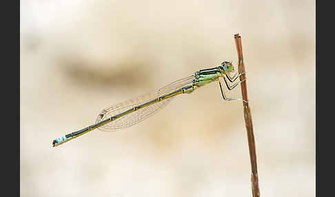 Kleine Pechlibelle (Ischnura pumilio)