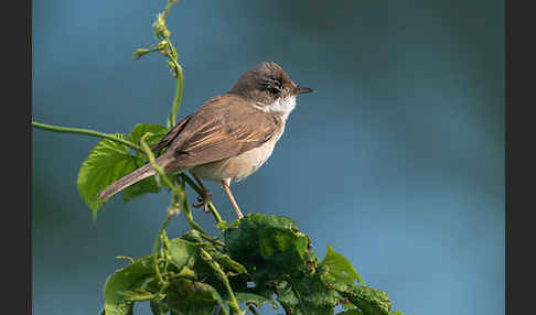 Dorngrasmücke (Sylvia communis)