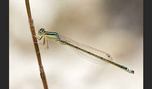 Kleine Pechlibelle (Ischnura pumilio)