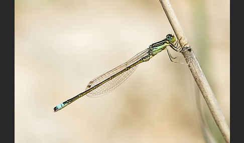 Kleine Pechlibelle (Ischnura pumilio)