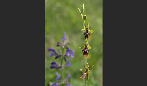 Fliegen-Ragwurz (Ophrys insectifera)