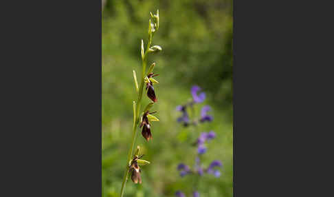 Fliegen-Ragwurz (Ophrys insectifera)