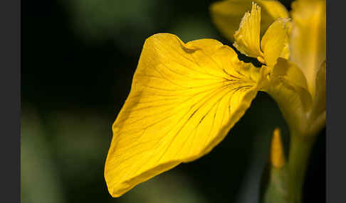 Wasser-Schwertlilie (Iris pseudacorus)