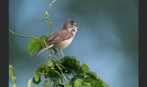 Dorngrasmücke (Sylvia communis)