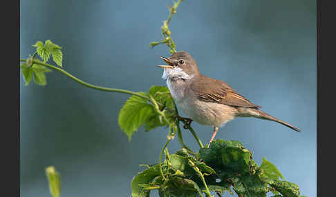 Dorngrasmücke (Sylvia communis)