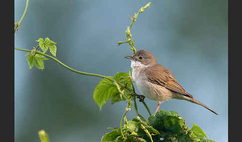 Dorngrasmücke (Sylvia communis)