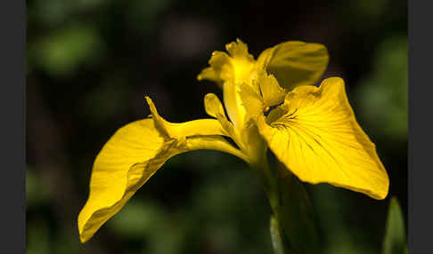 Wasser-Schwertlilie (Iris pseudacorus)