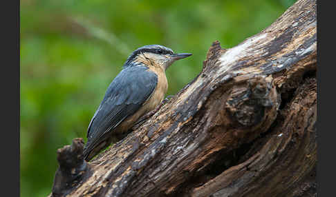 Kleiber (Sitta europaea)