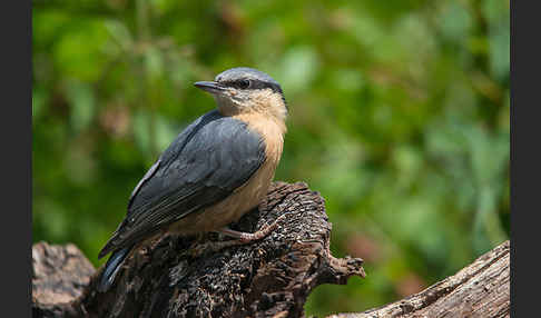 Kleiber (Sitta europaea)