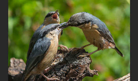 Kleiber (Sitta europaea)