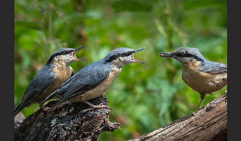 Kleiber (Sitta europaea)