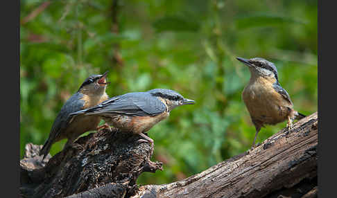 Kleiber (Sitta europaea)