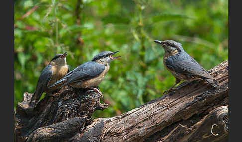 Kleiber (Sitta europaea)