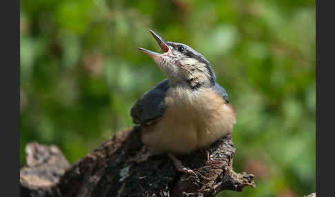 Kleiber (Sitta europaea)