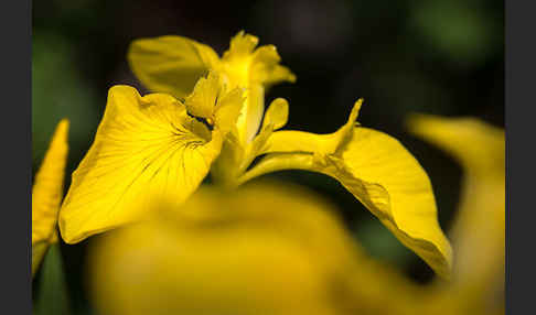 Wasser-Schwertlilie (Iris pseudacorus)