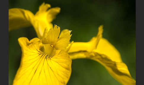 Wasser-Schwertlilie (Iris pseudacorus)