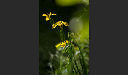 Wasser-Schwertlilie (Iris pseudacorus)