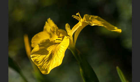 Wasser-Schwertlilie (Iris pseudacorus)