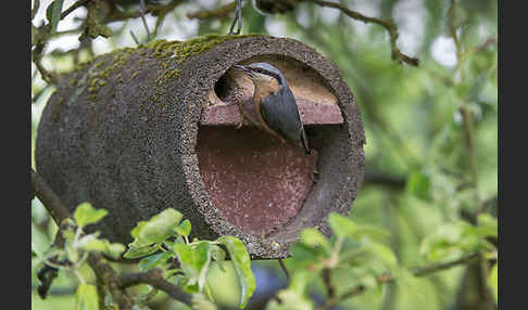 Kleiber (Sitta europaea)