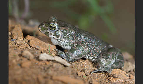 Wechselkröte (Bufo viridis)