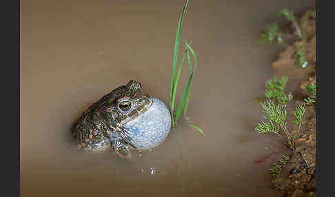 Wechselkröte (Bufo viridis)