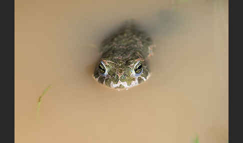 Wechselkröte (Bufo viridis)