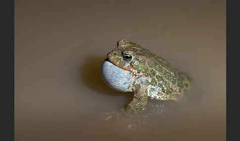 Wechselkröte (Bufo viridis)