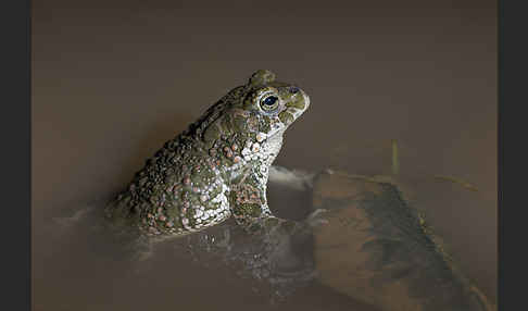 Wechselkröte (Bufo viridis)