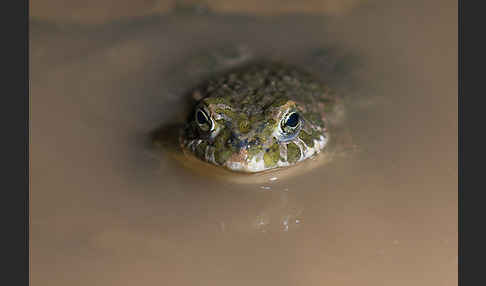 Wechselkröte (Bufo viridis)