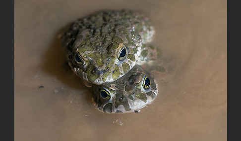 Wechselkröte (Bufo viridis)