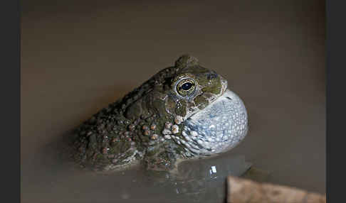 Wechselkröte (Bufo viridis)