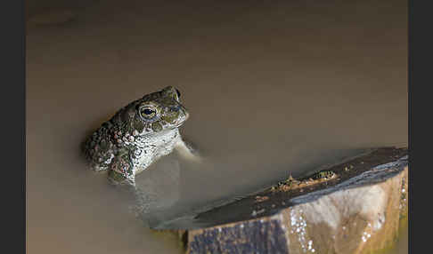 Wechselkröte (Bufo viridis)