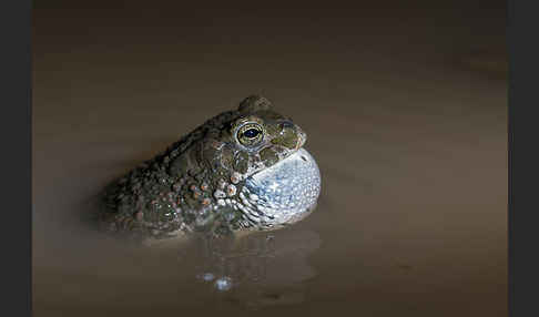 Wechselkröte (Bufo viridis)