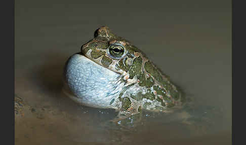 Wechselkröte (Bufo viridis)