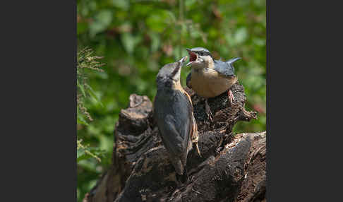 Kleiber (Sitta europaea)