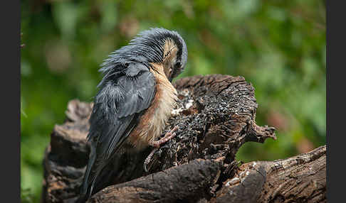 Kleiber (Sitta europaea)