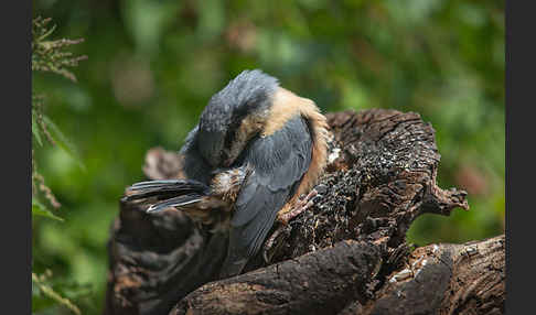 Kleiber (Sitta europaea)