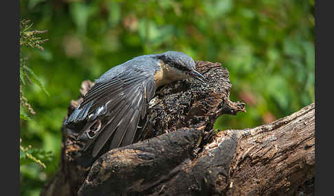 Kleiber (Sitta europaea)