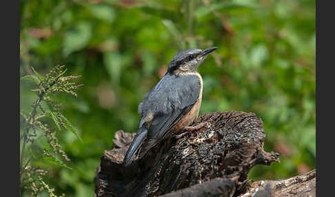 Kleiber (Sitta europaea)