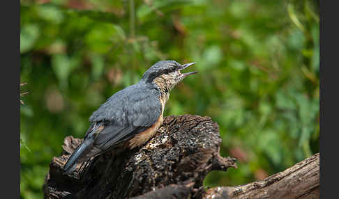 Kleiber (Sitta europaea)