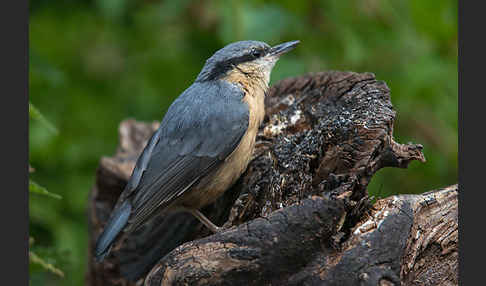 Kleiber (Sitta europaea)