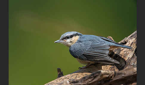 Kleiber (Sitta europaea)