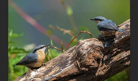 Kleiber (Sitta europaea)