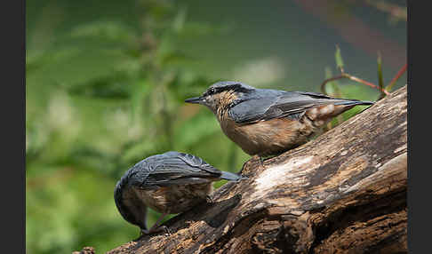 Kleiber (Sitta europaea)