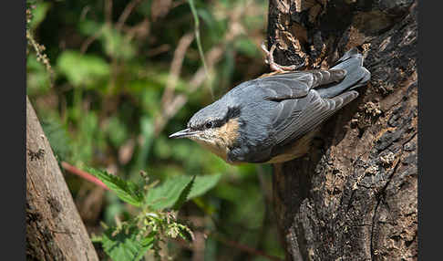 Kleiber (Sitta europaea)