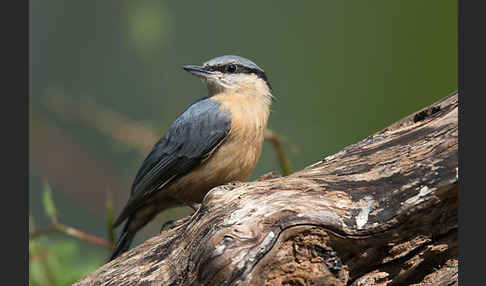 Kleiber (Sitta europaea)