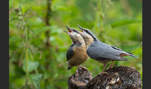 Kleiber (Sitta europaea)